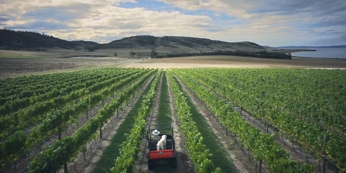 View looking down rows of vineyards with man and dog driving on buggy down one row