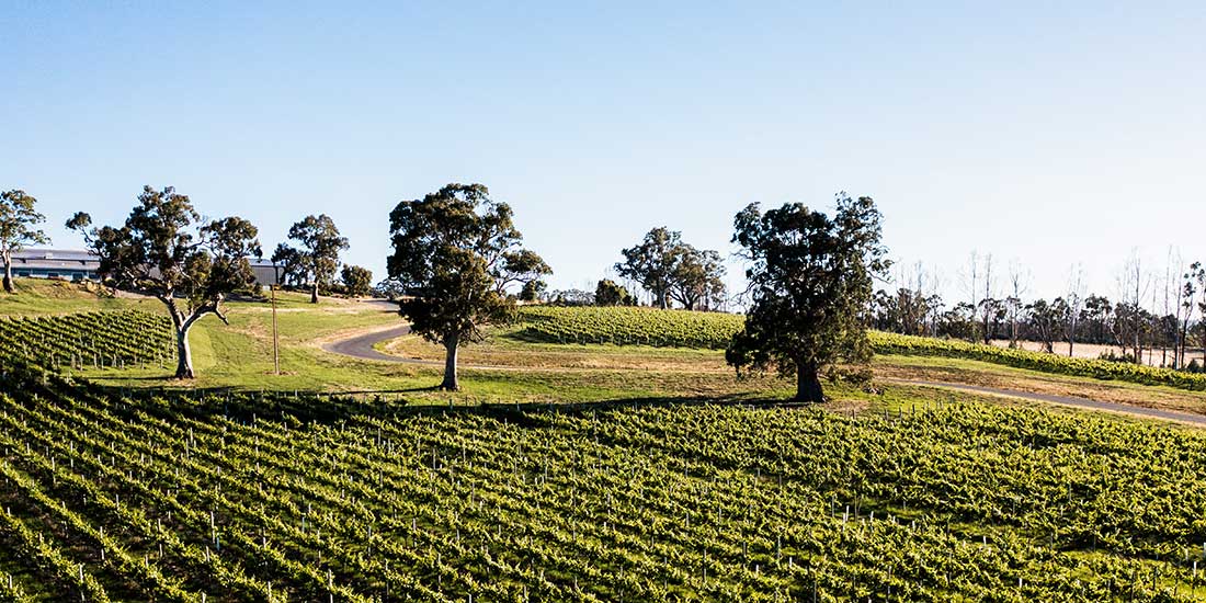 petaluma vineyards in the Adelaide Hills