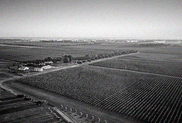 Black and white aerial photograph of Katnook Estate vineyard