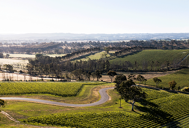 Aerial view of Petaluma vineyards on a sunny day