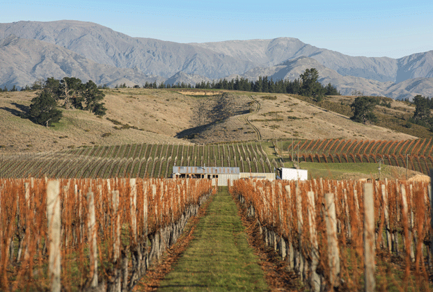 Looking down a row of vines towards a white building with green mountains in the background