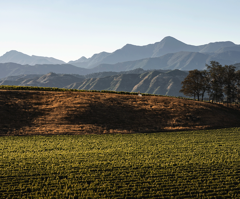 View of green vineyard with mountain range in the distance