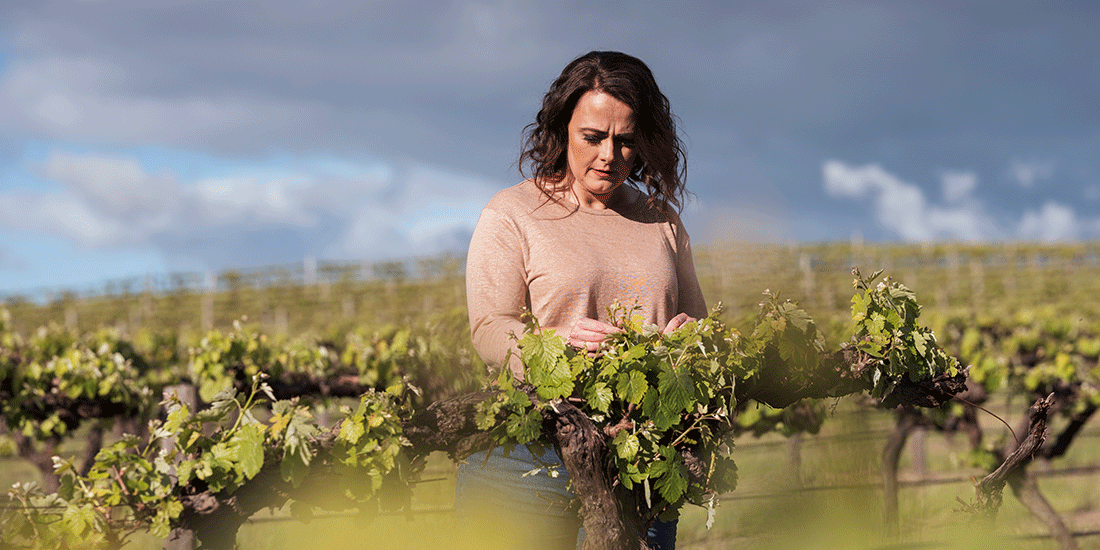 Dark haired woman picking grapes from vine on a sunny day