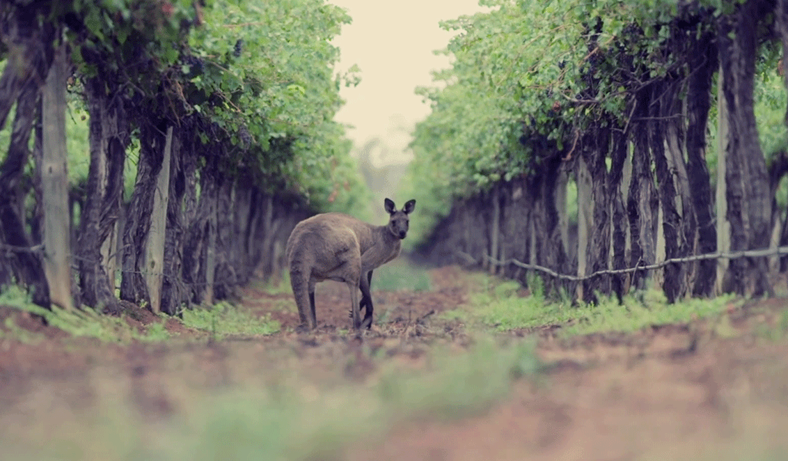 Kangaroo spotted in vineyard area