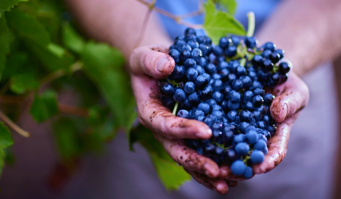 Person holding a full handful of berries