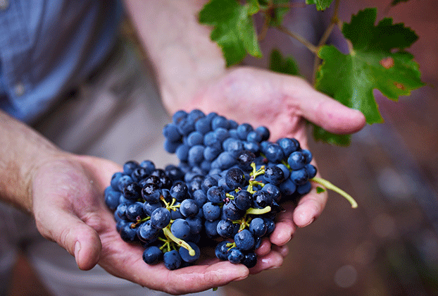A person holding two bunches of red wine grapes