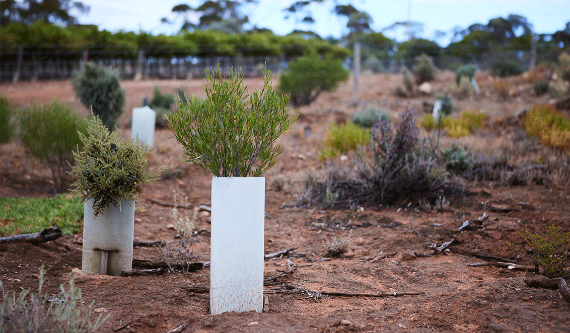 new trees planted at banrock station