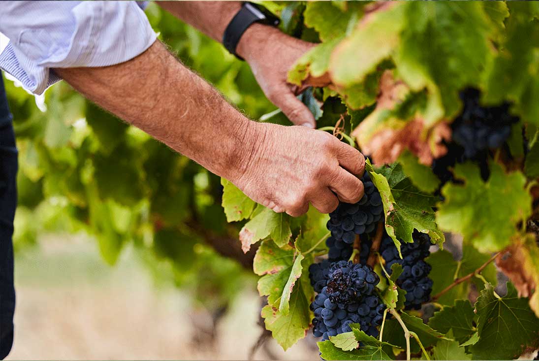 a man picks ripe red wine grapes off a vine