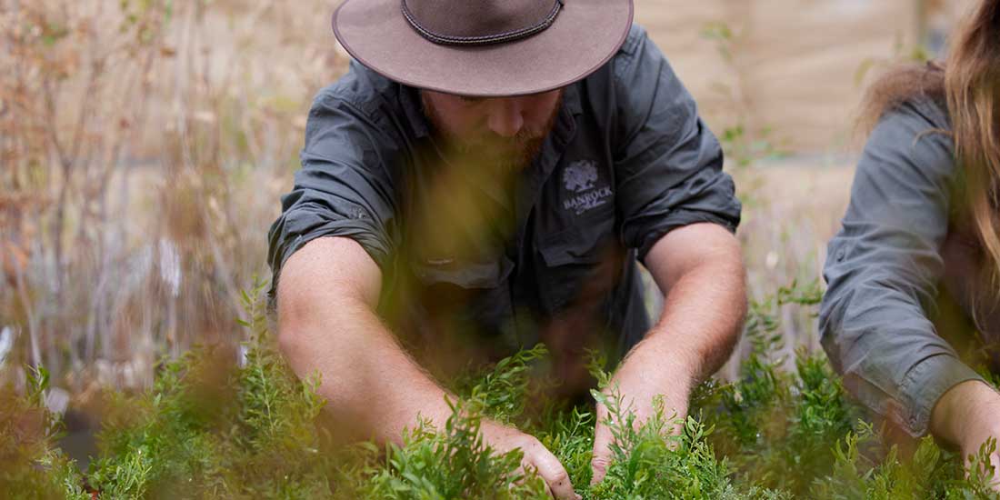 A man wearing a hat and Banrock Station shirt plants shrubs in the wetlands